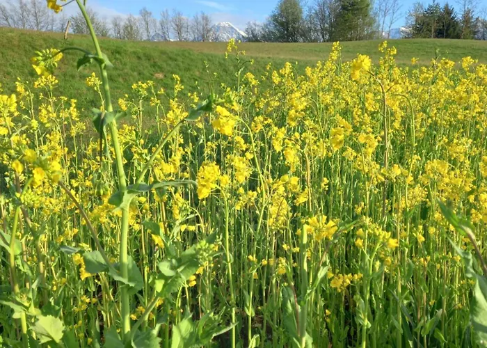 Hide-away Corinna Apartament *